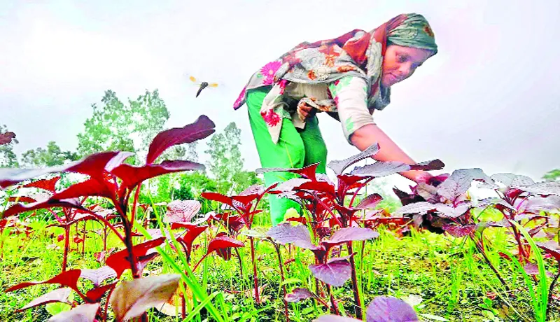 বগুড়ায় গড়ে উঠছে সবুজ  অর্থনীতির বলয়