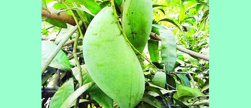 আমের নাম ব্রুনাই কিং-ওজন ৫ কেজি আমের নাম ব্রুনাই কিং-ওজন ৫ কেজি
