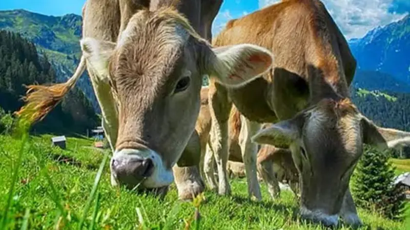গরুর কারণে বাতিল হলো ক্রিকেট ম্যাচ