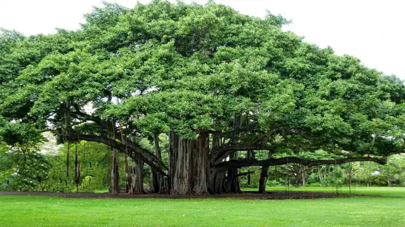 দিনে ১১ হাজার লিটার বায়ু সেবন করে একজন মানুষ দিনে ১১ হাজার লিটার বায়ু সেবন করে একজন মানুষ