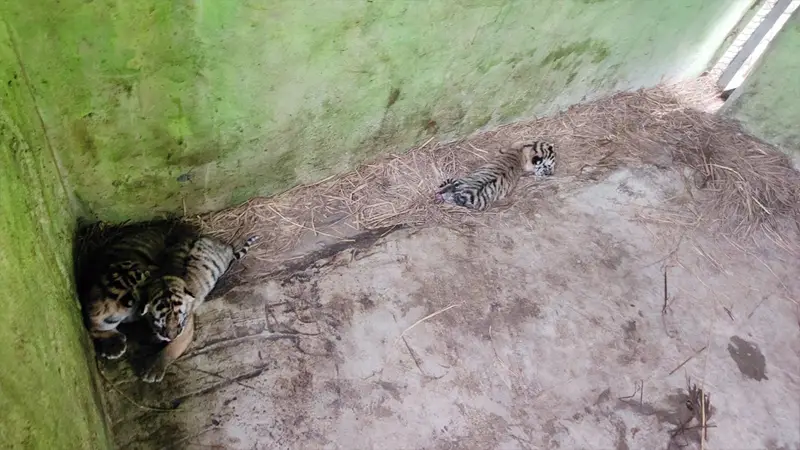 বাইডেন-জয়া দম্পতির ঘরে নতুন অতিথি বাইডেন-জয়া দম্পতির ঘরে নতুন অতিথি