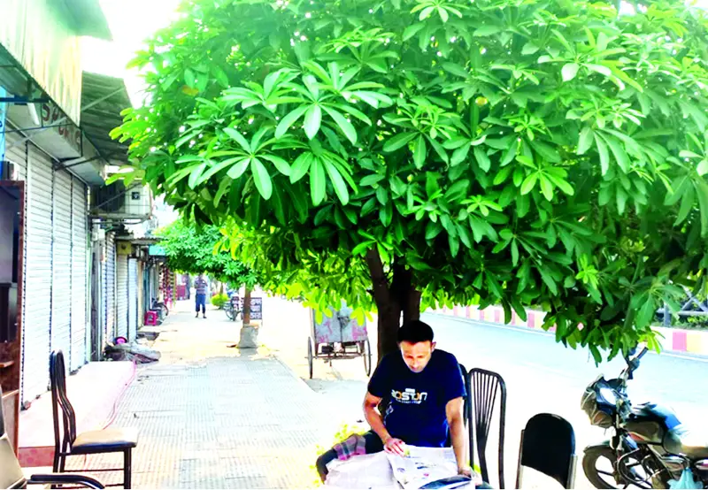 ছাতার মতো ছায়া দিচ্ছে ছাতিম ছাতার মতো ছায়া দিচ্ছে ছাতিম
