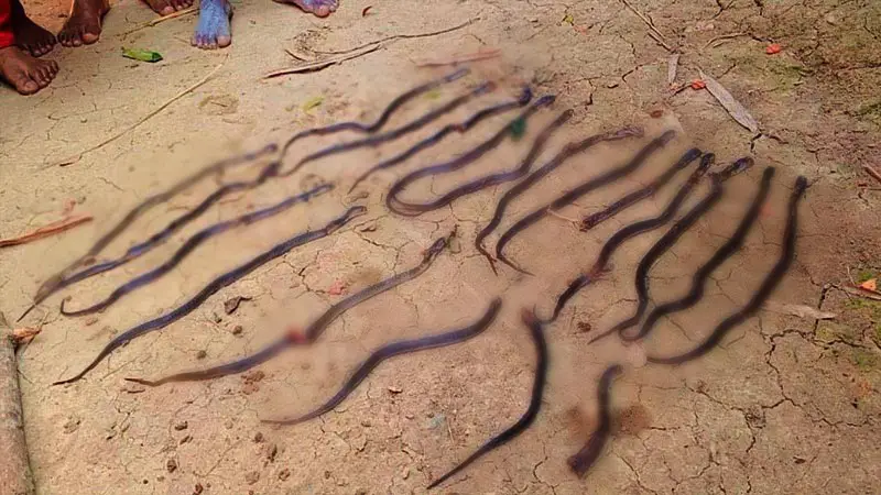 ২০ কিং কোবরা সাপ উদ্ধার ২০ কিং কোবরা সাপ উদ্ধার