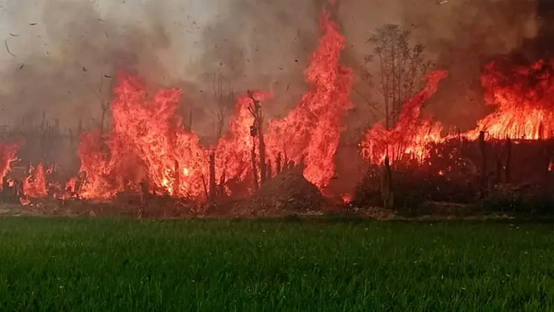 আগুনে পুড়লো ২ কি.মি পানের বরজ 