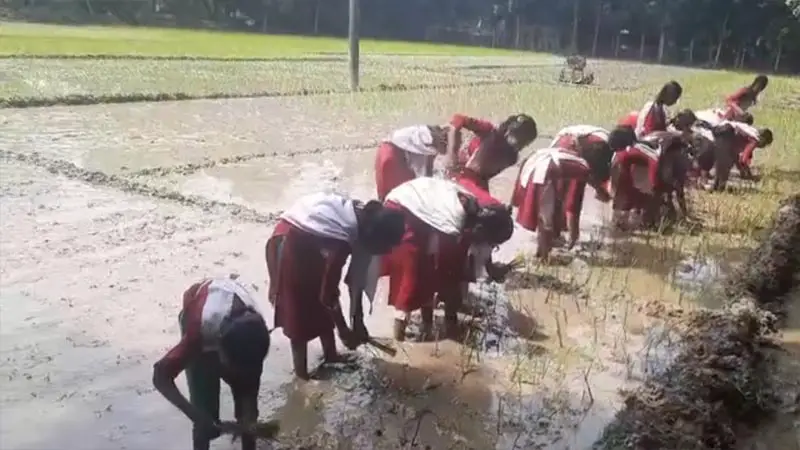 অভিজ্ঞতা অর্জন করতে জমিতে ধান রোপন করলো ছাত্র-ছাত্রীরা অভিজ্ঞতা অর্জন করতে জমিতে ধান রোপন করলো ছাত্র-ছাত্রীরা
