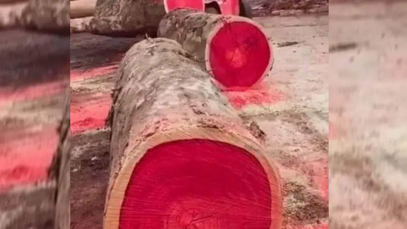 চিনেন কী ব্রাজিলউড! চিনেন কী ব্রাজিলউড!