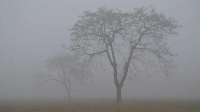 উত্তরাঞ্চলে হিমেল হাওয়া আর ঘন কুয়াশা উত্তরাঞ্চলে হিমেল হাওয়া আর ঘন কুয়াশা