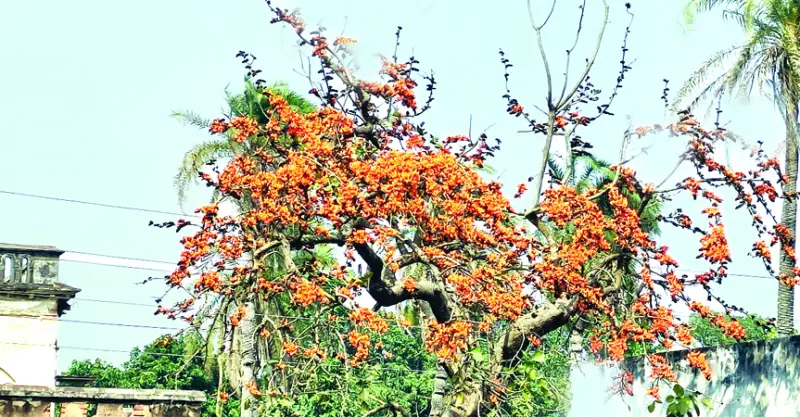 ও পলাশ ও শিমুল... ও পলাশ ও শিমুল...