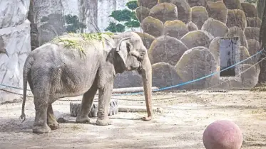 পৃথিবীর ‘সবচেয়ে দুঃখী’ হাতির মৃত্যু