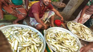চলনবিলাঞ্চলে থামছেনা বোয়ালের পোনা নিধন