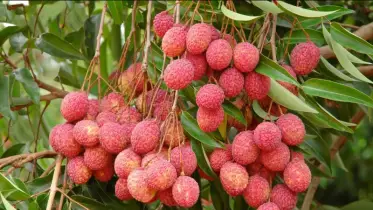 লিচু খেয়ে একই পরিবারের তিন শিশুসহ ৫ জন হাসপাতালে ভর্তি