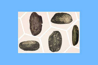 ধানের বিকল্প ছিল কাউন চিনা,  চাষ হতো ডাল