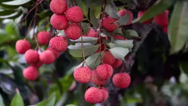 গলায় লিচু আটকে শিশুর মৃত্যু