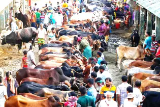 ঢাকার দুই সিটিতে বসবে ১৮ পশুর হাট