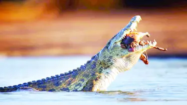 আফ্রিকার সবচেয়ে বড় কুমির! 