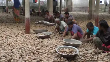 ৩৭ টাকায় আলু বিক্রি করতে মাইকিং