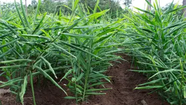 মাঁচায় শিম-নিচে আদার চাষ