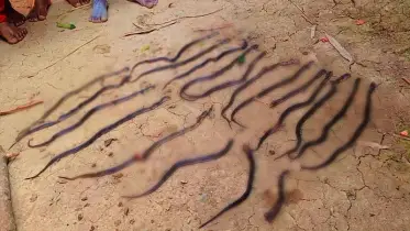 ২০ কিং কোবরা সাপ উদ্ধার