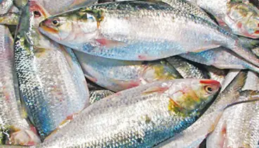 দুর্গাপূজায় ভারতে ৪ হাজার টন ইলিশ রপ্তানির অনুমতি