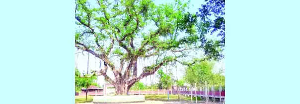 একটি বটগাছ ঘিরে  মুক্তিযুদ্ধের অনন্য  স্মৃতি