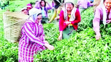 চা পাতা তুললেন মমতা