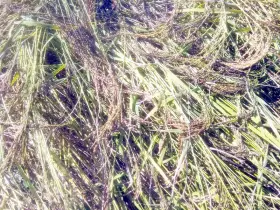 জামাই আদুরি ধান সুগন্ধি তুলসীমালা