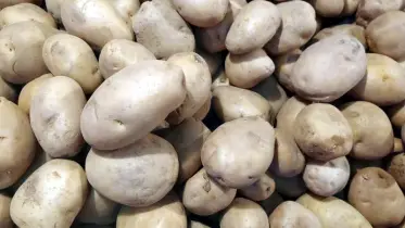 যশোরে আলুর মজুত ১১ হাজার মেট্রিক টন