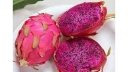 ৯ বছরে ড্রাগন ফলের আবাদ বেড়েছে ১১৬ গুণ