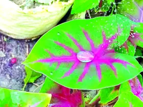 বায়ান্ন বাজার তপ্পিান্ন গলি