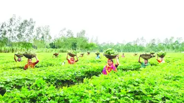 শিশিরভেজা সবজি খেতে সকালের রোদে স্বর্ণালি আভা 