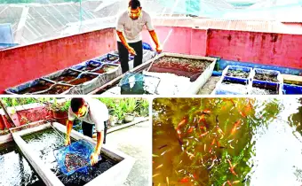 শখের বশে শুরু জীবনে এসেছে সাফল্য