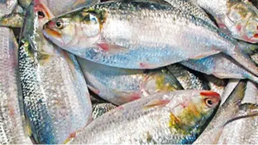 মেঘনা ও তেঁতুলিয়ায় ইলিশের আকাল জেলেরা বিপাকে