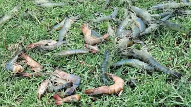 বাগেরহাটে মৌসুমের শুরুতে চিংড়ি ঘেরে মড়ক, হতাশায় চাষীরা