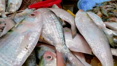 রাজধানীর বাজারগুলোতে সরবরাহ বেড়েছে ইলিশের