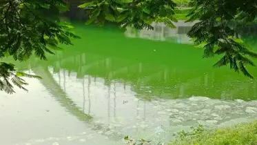 এডিস মশার লার্ভার আবাসস্থল রাজধানীর বনানী লেক