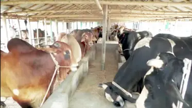 কোরবানি সামনে রেখে ব্যস্ত নাটোরের ১৮ হাজার খামারি