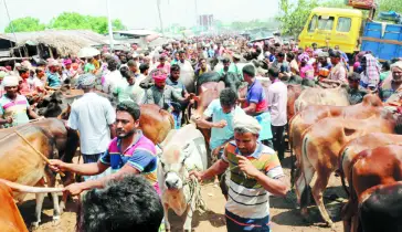 জমে উঠেছে পশুর হাট 
