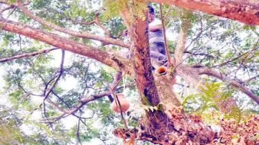 পাখির নিরাপদ আশ্রয়, খুবিতে গাছে গাছে হাঁড়ি