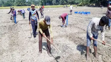 আমন কাটার পরই আলু চাষে ব্যস্ত চাষি