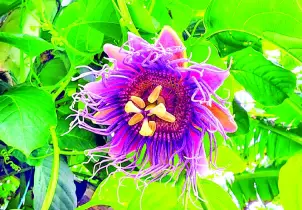গ্রীষ্মের সবজি সীতালাউ 