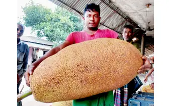 বগুড়ার গ্রামে ৫২ কেজি ওজনের কাঁঠাল 