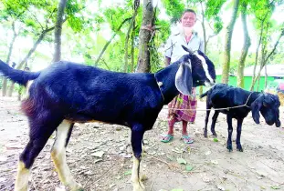 কালো ছাগল উৎপাদনে বিশ্বে তৃতীয় বাংলাদেশ