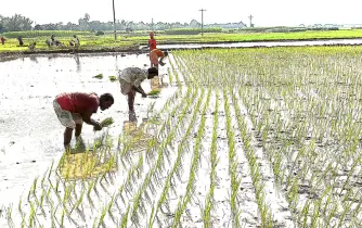 চাটমোহরে আমন  রোপণের  ধুম