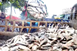 সাগরে জাল ফেললেই মিলছে ইলিশ