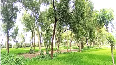 রাণীশংকৈলে পাঁচশ’ একর বনভূমি বেদখল