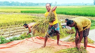 নালিতাবাড়ীতে আগাম জাতের বিনাধানে বাম্পার ফলন 