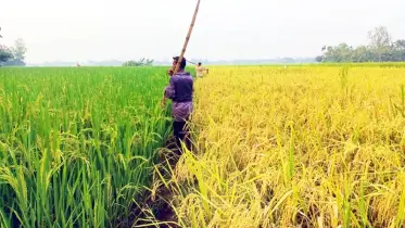 নালিতাবাড়ীতে লক্ষ্যমাত্রার বেশি আমন আবাদ