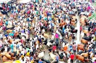ঝালকাঠিতে ১৬১৮ খামারে প্রস্তুত ২২ হাজার পশু