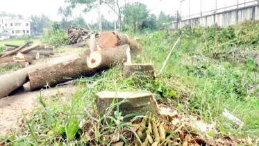 কুষ্টিয়ায় বৃক্ষ নিধন চক্র ধরাছোঁয়ার বাইরে