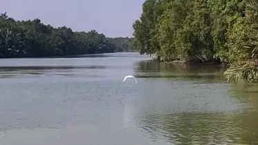 নিষেধাজ্ঞার তিন মাস পর উন্মুক্ত সুন্দরবন